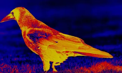 Can A Thermal Camera Detect Moisture Level Of The Topsoil?